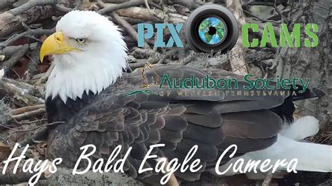 hays bald eagle|hays bald eagle live camera.